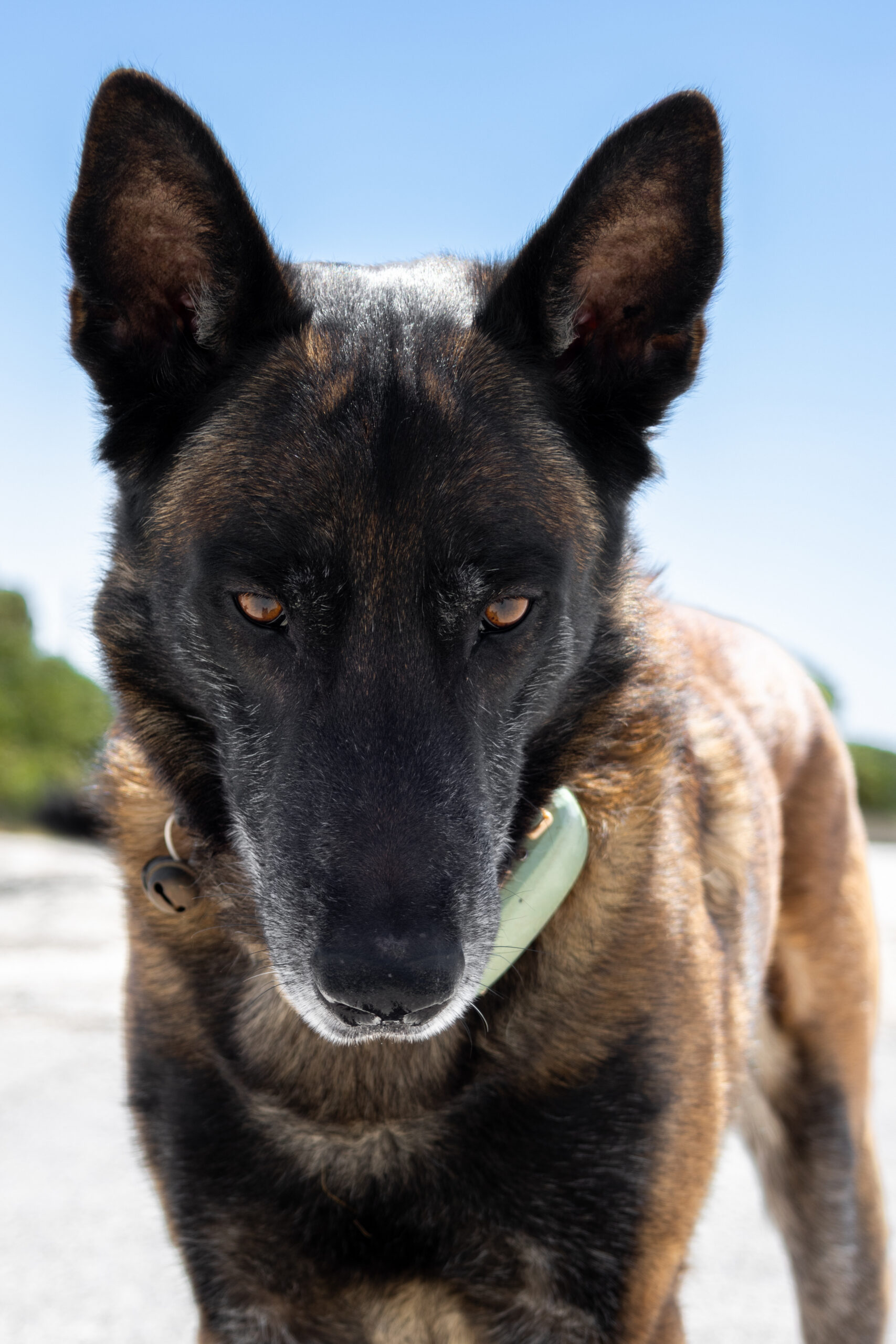 Search and Rescue Unit team portrait